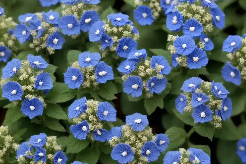 Speedwell ‘christy’ (veronica ‘christy’) — photo 3