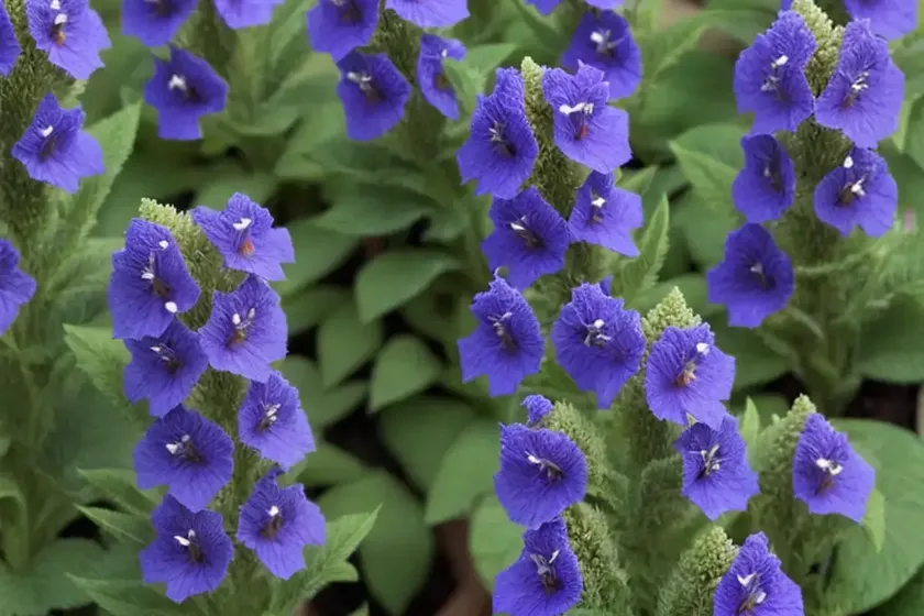 Speedwell (veronica ‘goodness grows’) — photo 3