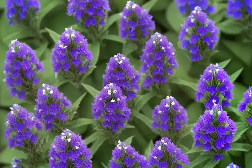 Speedwell (Veronica ‘Mann’s Variety’) — photo 2