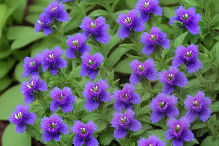 Speedwell (Veronica ‘Mann’s Variety’) — photo 3