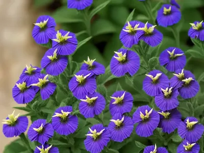 Speedwell (Veronica ‘Mann’s Variety’)