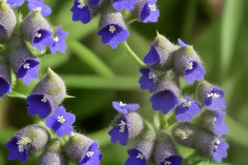 Speedwell (Veronica Spp.) — photo 3