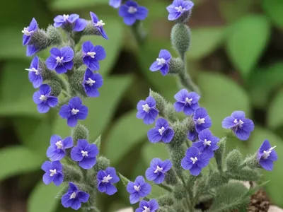 Speedwell (Veronica Spp.)