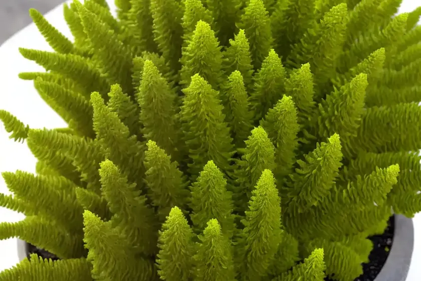 Spike moss plant (selaginella pulcherrima) — photo 2