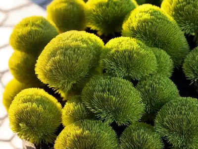 Spike Moss (Selaginella)