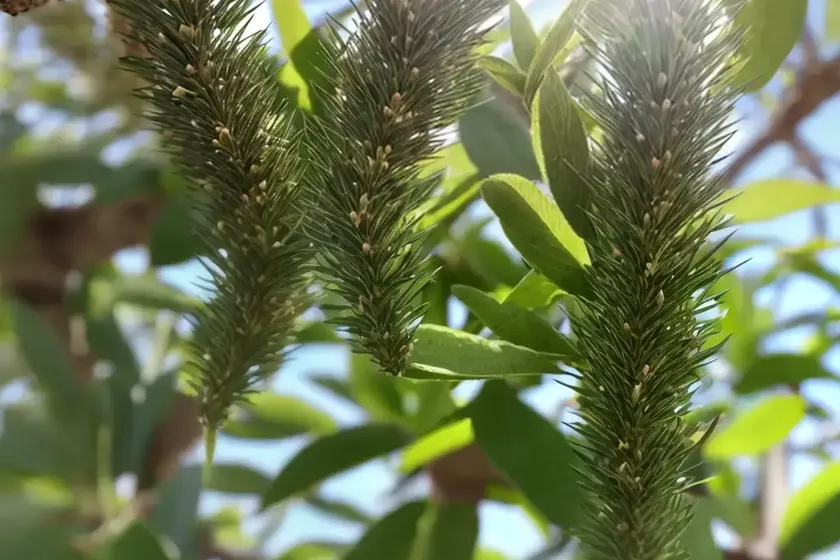 Spikethorn (gymnosporia buxifolia) — photo 3