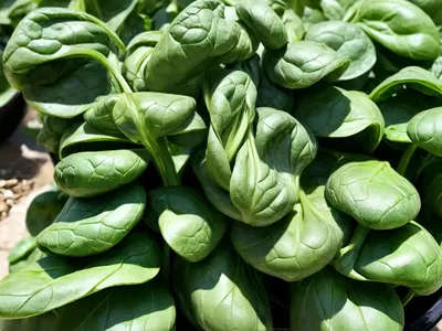 Spinach (Spinacia Oleracea)