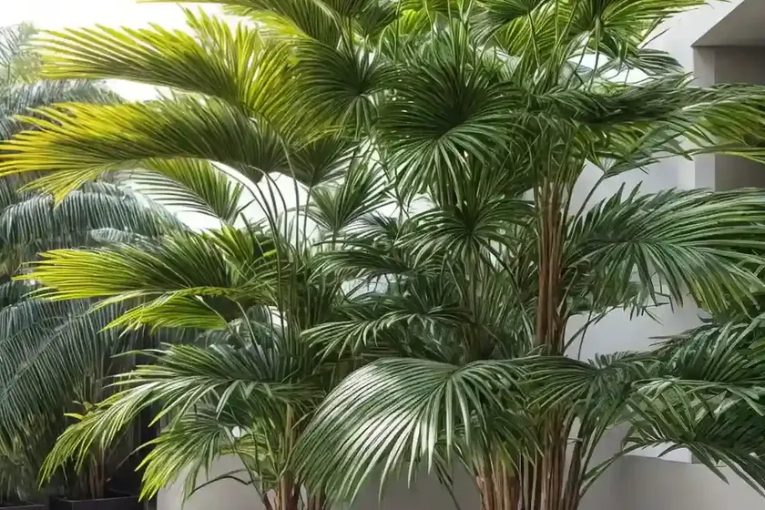 Spindle palm (hyophorbe verschaffeltii) — photo 2
