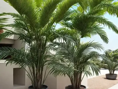 Spindle Palm (Hyophorbe Verschaffeltii)