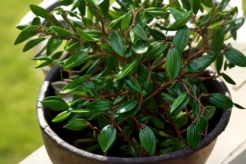 Spineless butcher’s broom (ruscus hypoglossum) — photo 2