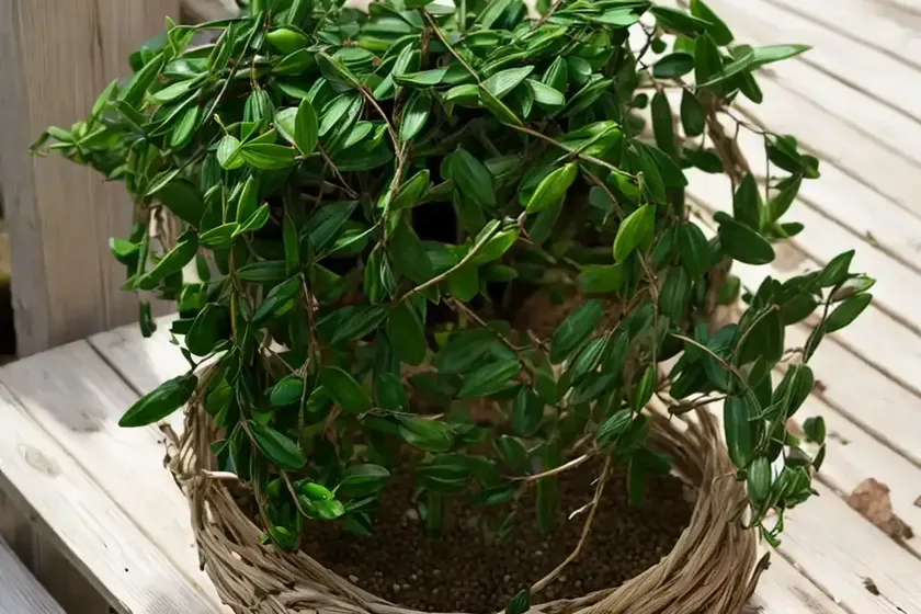 Spineless butcher’s broom (ruscus hypoglossum) — photo 3
