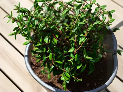 Spineless Butcher’s Broom (Ruscus Hypoglossum)