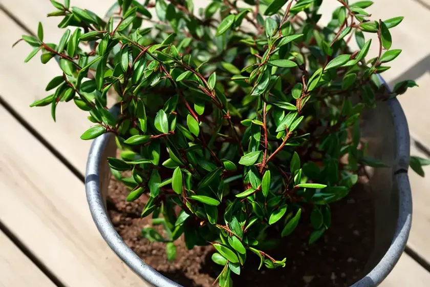 Spineless butcher’s broom (ruscus hypoglossum)