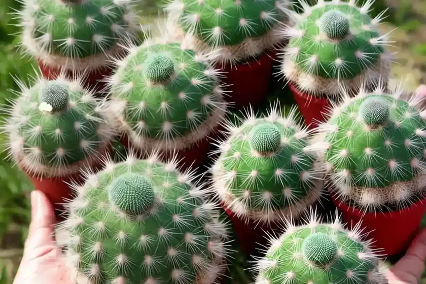 Spiny pincushion cactus (mammillaria spinosissima) — photo 2