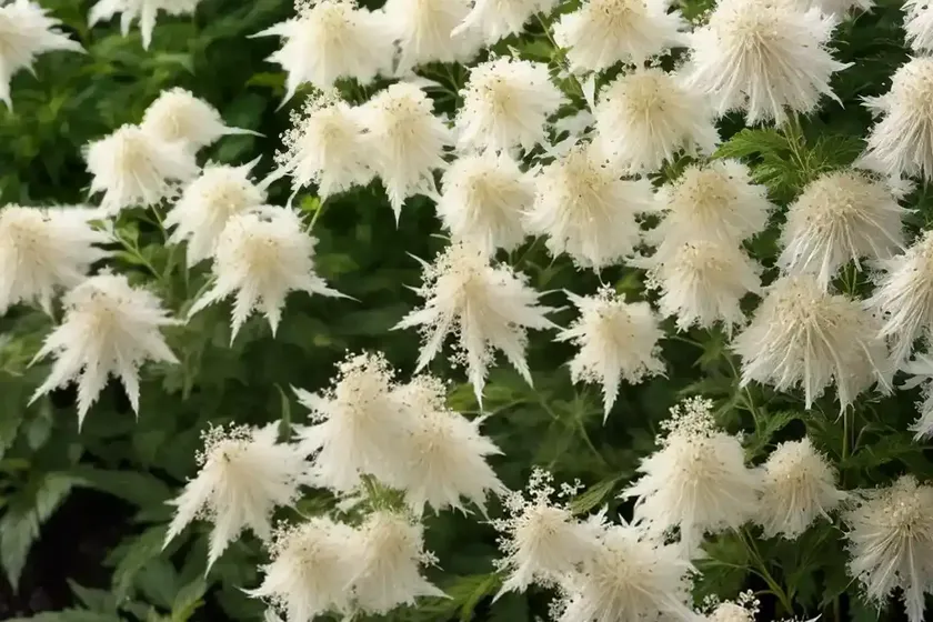 Spiraea alba (white meadowsweet) — photo 2