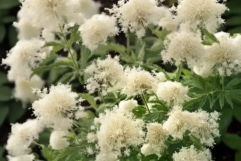 Spiraea alba (white meadowsweet) — photo 3