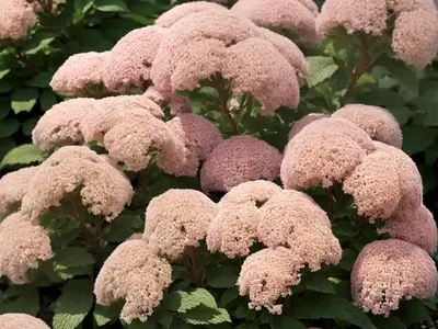 Spiraea Double Play Big Bang� (Spirea)
