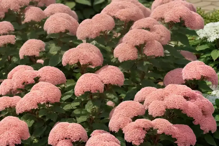 Spiraea japonica ‘firelight’ (japanese spirea) — photo 2