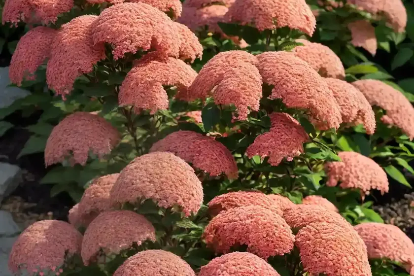 Spiraea japonica ‘goldflame’ (japanese spirea) — photo 2