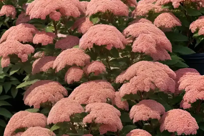 Spiraea japonica ‘goldflame’ (japanese spirea) — photo 3