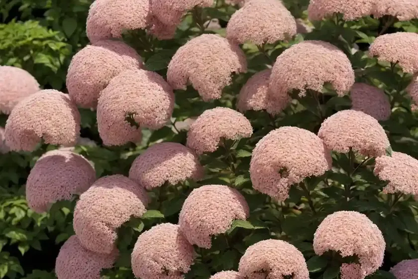 Spiraea japonica (japanese spirea) — photo 2
