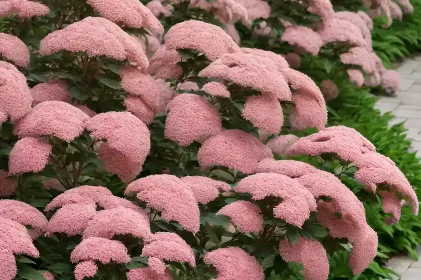 Spiraea japonica (japanese spirea) — photo 3
