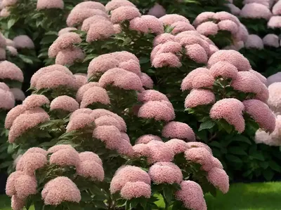 Spiraea Japonica (Japanese Spirea)