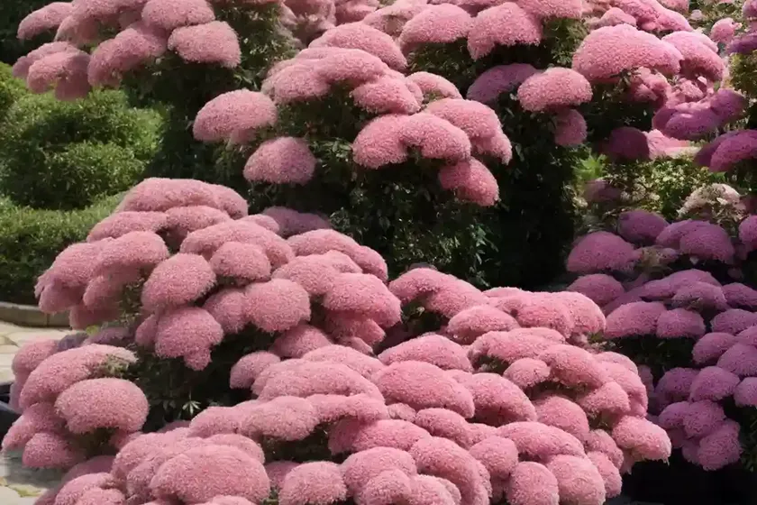 Spiraea japonica magic carpet ‘walbuma’ (japanese spirea) — photo 2