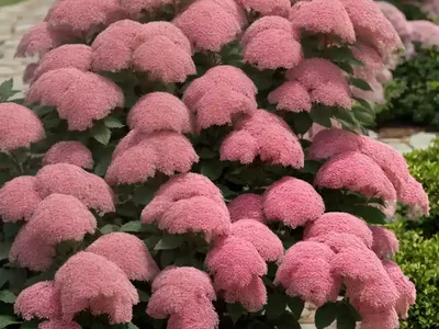 Spiraea Japonica Magic Carpet ‘Walbuma’ (Japanese Spirea)