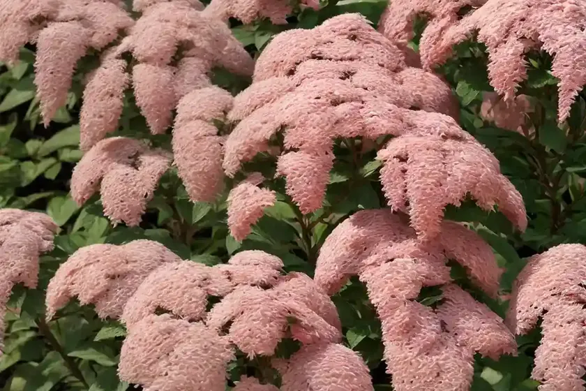 Spiraea nipponica (spiraea nipponica) — photo 3