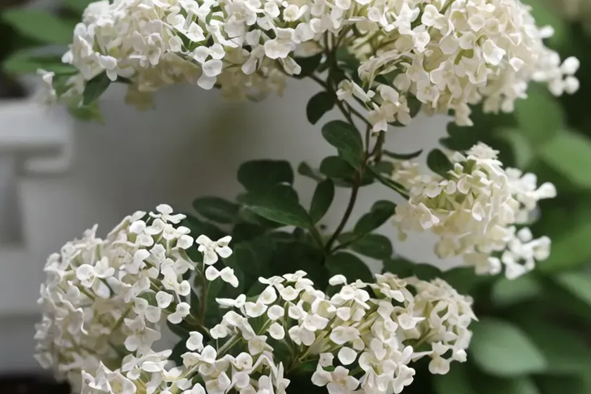 Spiraea prunifolia (bridal wreath) — photo 3
