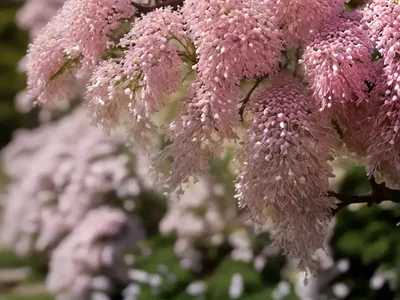 Spiraea Prunifolia (Bridal Wreath)