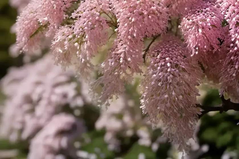 Spiraea prunifolia (bridal wreath)