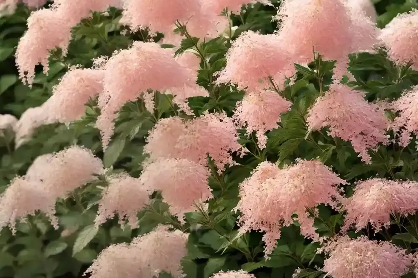 Spiraea splendens (rose meadowsweet) — photo 2