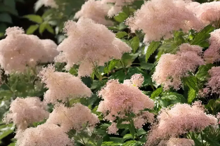 Spiraea splendens (rose meadowsweet) — photo 3