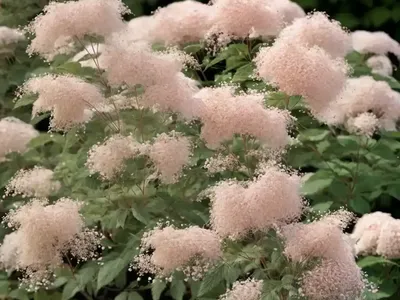 Spiraea Splendens (Rose Meadowsweet)