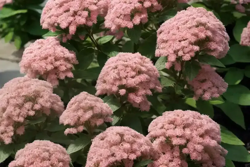Spiraea thunbergii (thunberg spirea) — photo 3