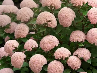Spiraea Thunbergii (Thunberg Spirea)
