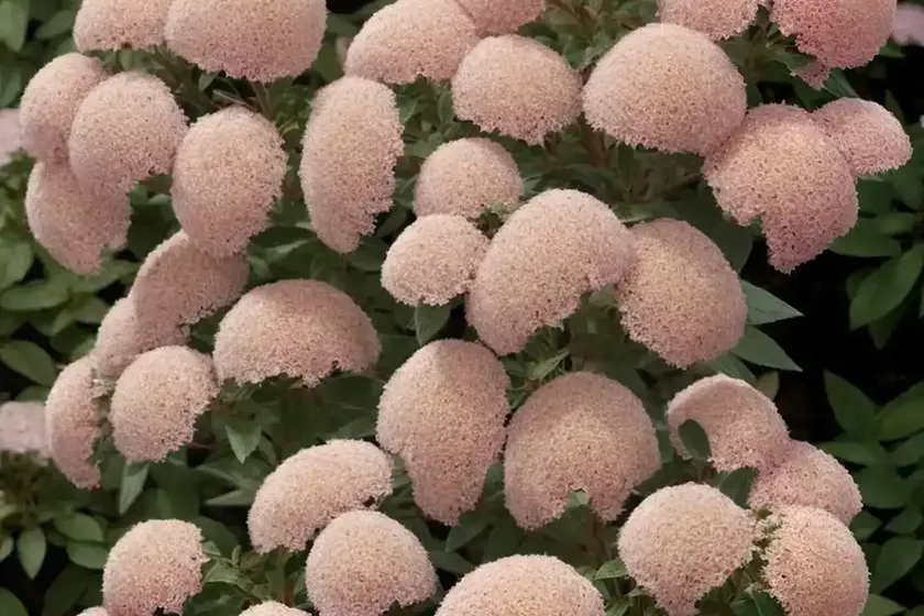 Spiraea tomentosa (steeplebush) — photo 3