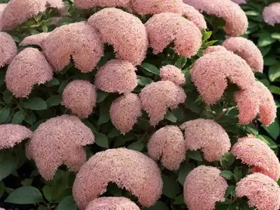 Spiraea Tomentosa (Steeplebush)