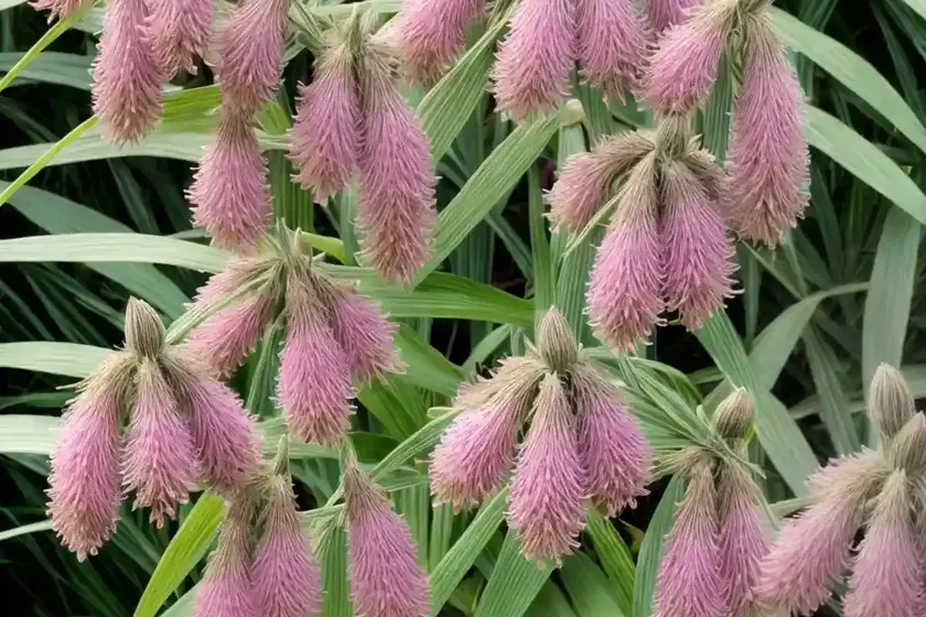 Spirotropis longifolia (spirotropis longifolia) — photo 2