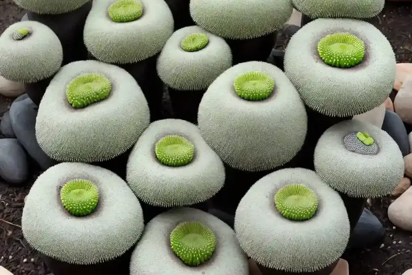 Split rock plant (pleiospilos nelii) — photo 3