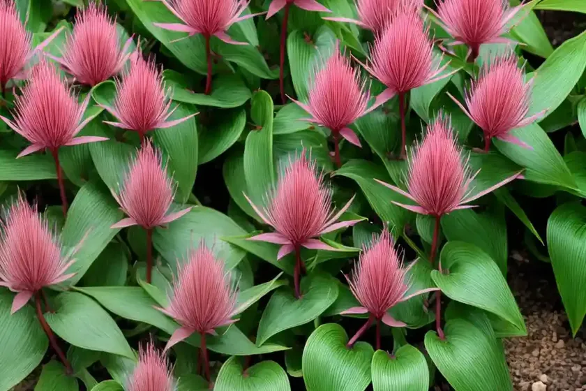 Spore bellardi (polygonum bellardii) — photo 3