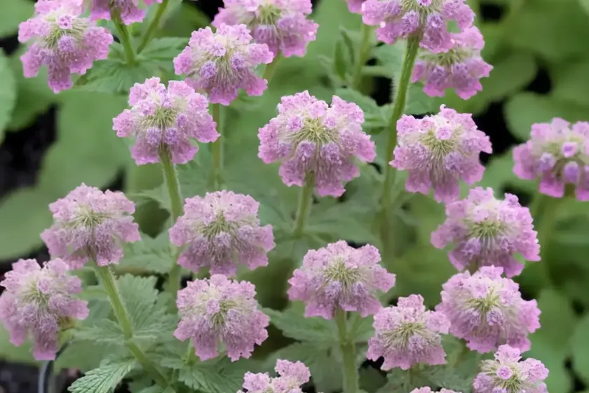 Spotted deadnettle (lamium maculatum ‘cosmopolitan’) — photo 2