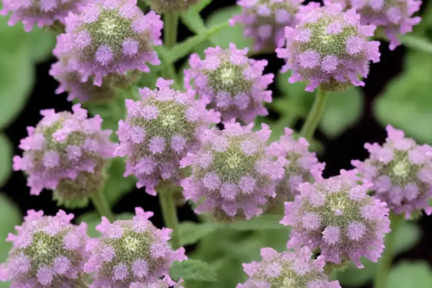 Spotted deadnettle (lamium maculatum ‘cosmopolitan’) — photo 3