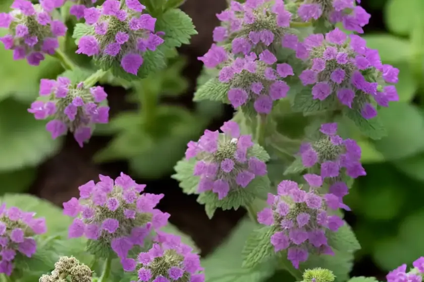 Spotted deadnettle (lamium maculatum ‘elisabeth de haas’)