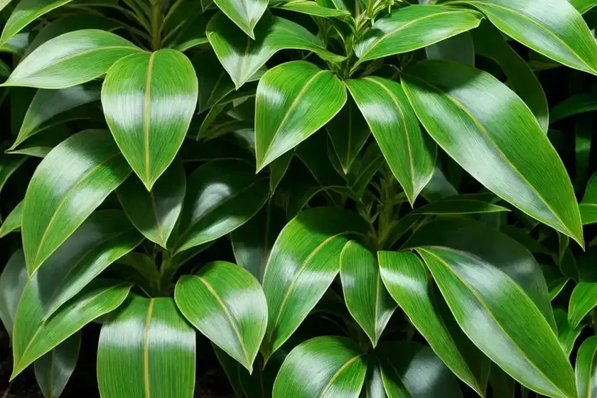 Spotted laurel (aucuba japonica) — photo 3