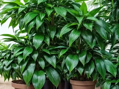 Spotted Laurel (Aucuba Japonica)