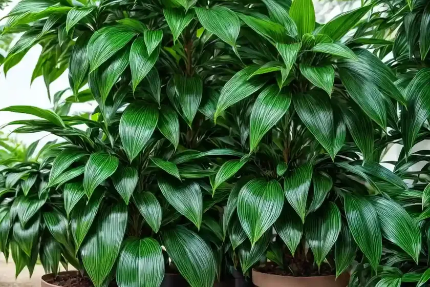 Spotted laurel (aucuba japonica)