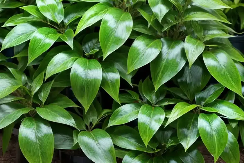 Spotted Laurel (Aucuba Japonica ‘Mr. Goldstrike’) — photo 3